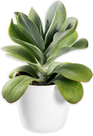 flobur proveedor mayorista de flores y plantas e1775651889638